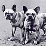 history of a french bulldog