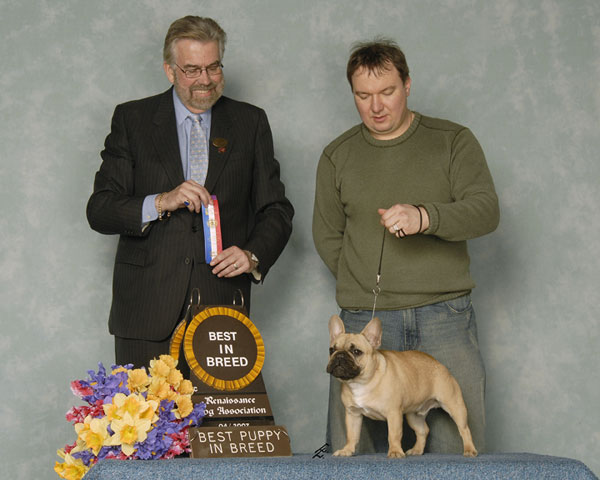 award winning french bulldog - LeChateau Archibald