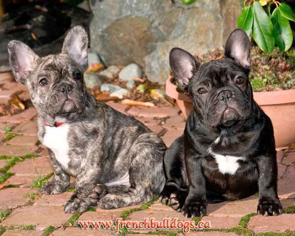 purebred french bulldog puppies - LeChateau's Maximus & LeChateau's Hot-n-Sassy
