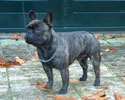 famous french bulldogs in  pedigrees of dogs @ LeChateau kennel