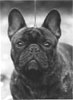 famous french bulldogs in  pedigrees of dogs @ LeChateau kennel