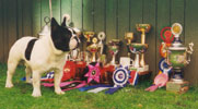 famous french bulldogs in  pedigrees of dogs @ LeChateau kennel