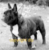 famous french bulldogs in  pedigrees of dogs @ LeChateau kennel