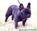 famous french bulldogs in  pedigrees of dogs @ LeChateau kennel