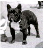 famous french bulldogs in  pedigrees of dogs @ LeChateau kennel