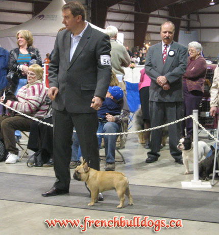 award winning french bulldog - LeChateau Archibald