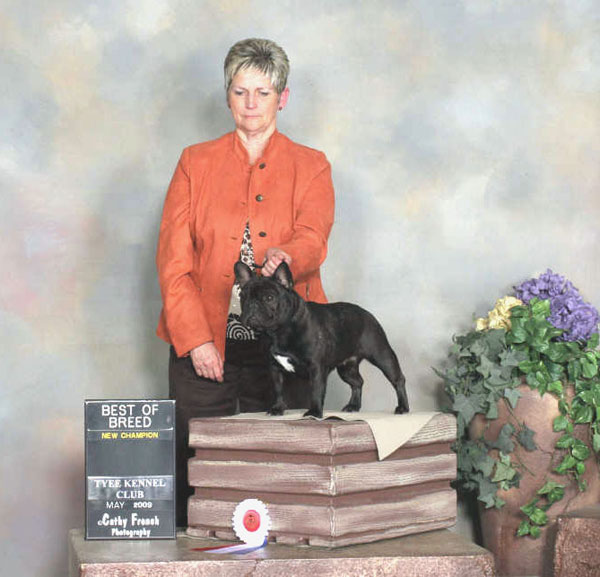 award winning french bulldog - LeChateau's Hot-N-Sassy