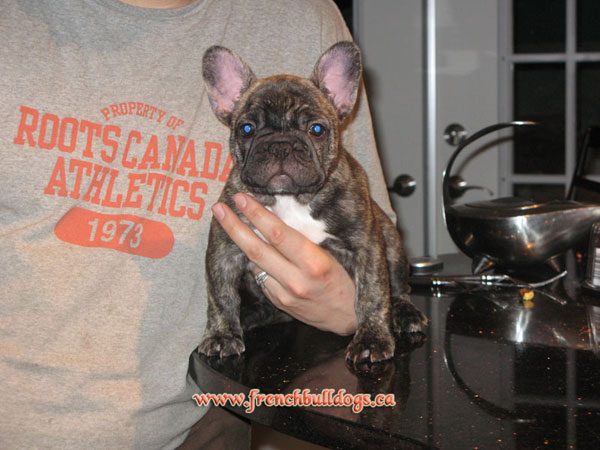 purebred french bulldog puppy - LeChateau's Beatrice