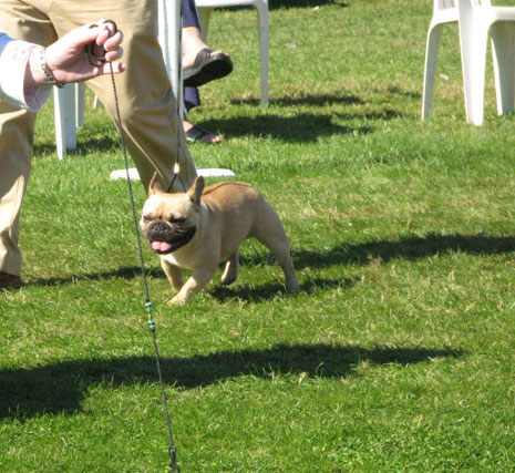 award winning french bulldog - LeChateau Archibald